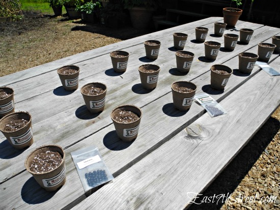 Soybean Plants #Bean2Blog