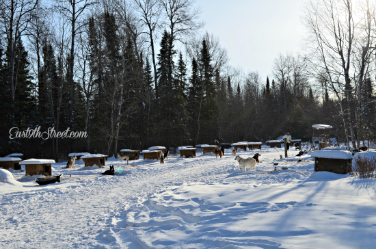 dog yard