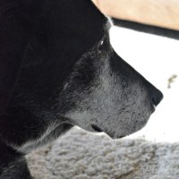 saying goodbye to Rex
