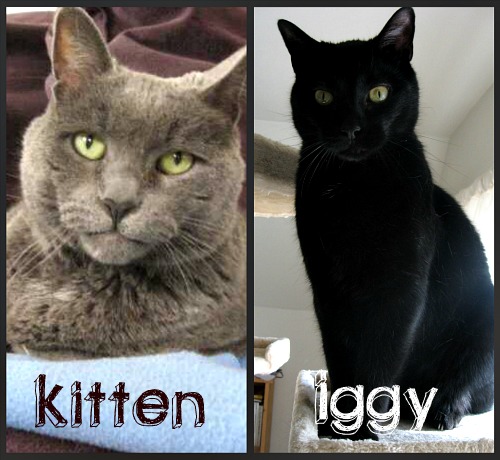 Kitten & Iggy