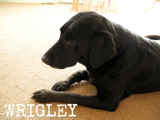 Wrigley Girl