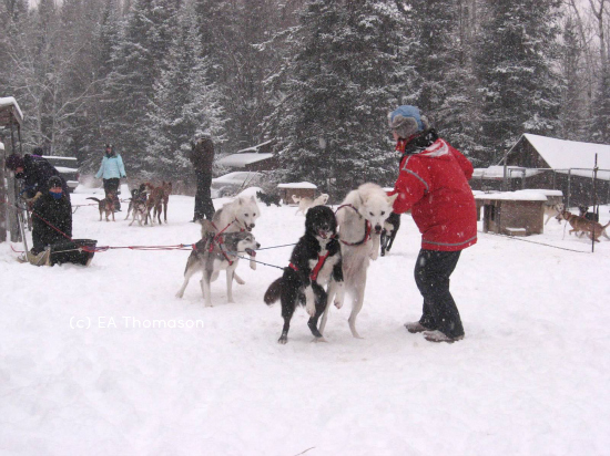 Jax dog sledding