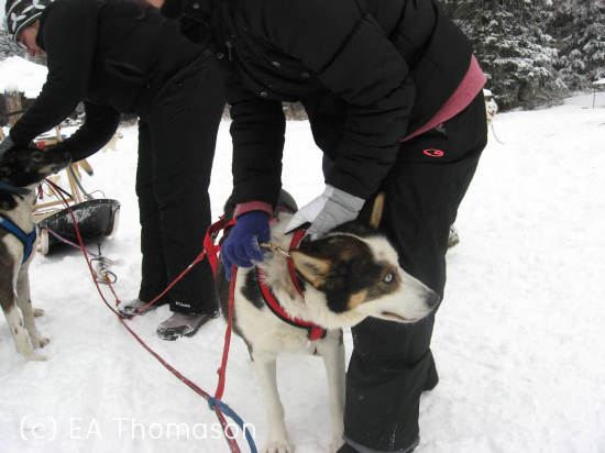 getting the dogs on the gang line for dog sledding