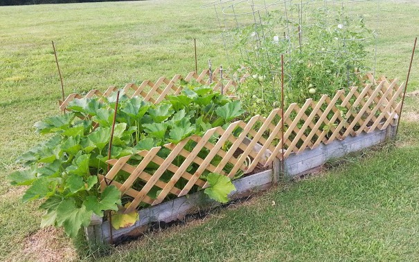 Container garden