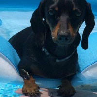 learning-to-swim-at-40