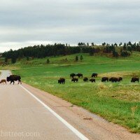 buffalon custer state park