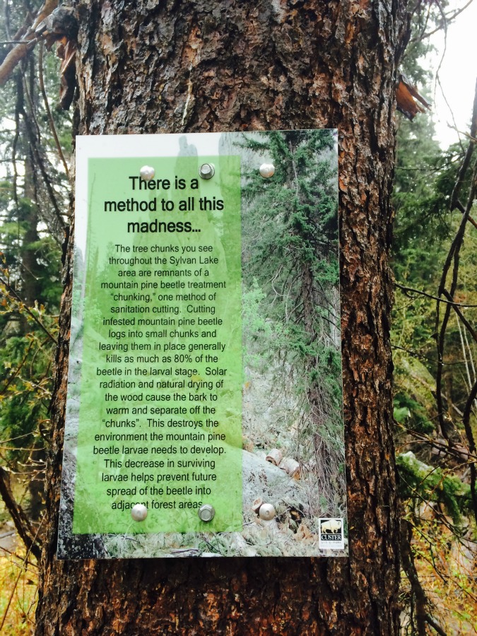 pine beetle damage south dakota